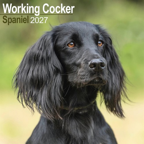 Working cocker spaniel - cocker,