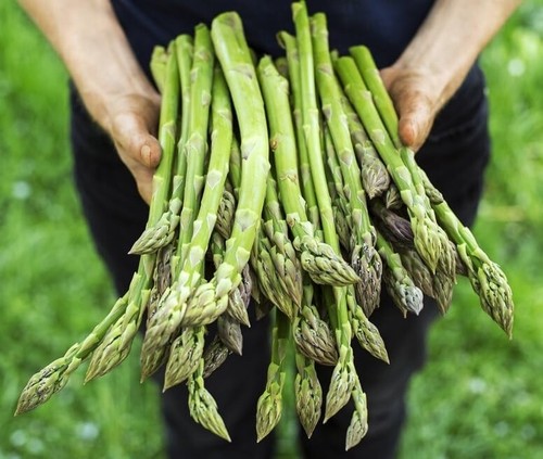 Jersey giant live asparagus - jersey,