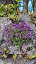 2x Erinus alpinus, Fairy
