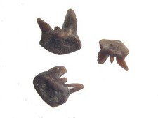 Permian Orthacanthus playpternus rare freshwater shark 3 fossil teeth Oklahoma