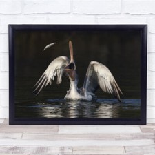 Pelican Water Bird Birds Fish Catch Caught Jump Gravity Wings Wall Art Print