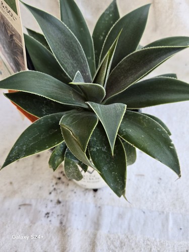 Large mangave lavender - large,