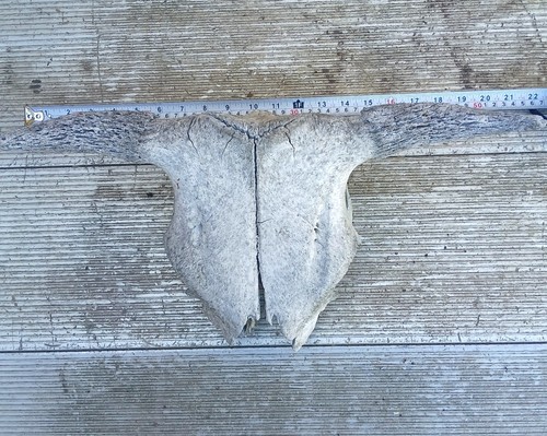 Cow bovine skull with - /,