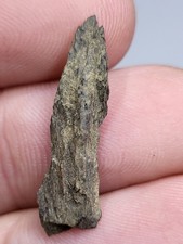 T-REX Dinosaur Fossil. Lance