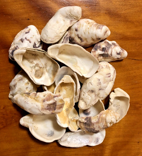 Oyster shells for - ,