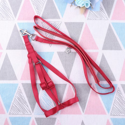 Parrot harness training - parrot,