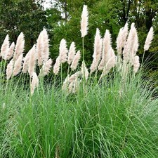 Perfect Plants Pampas Grass -