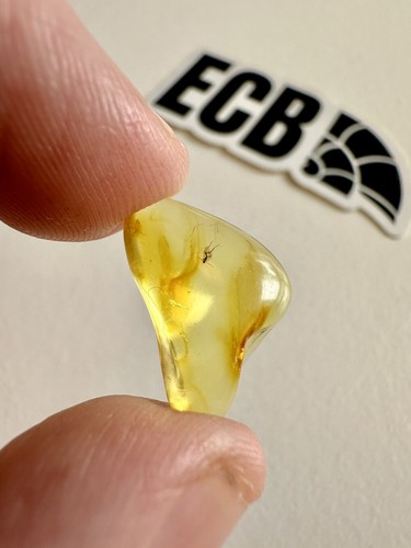 Baltic amber with - baltic,
