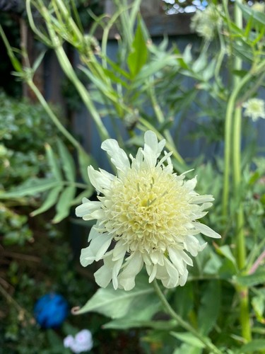 Giant scabious plant - scabious, lemon