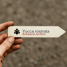 Yucca rostrata 10000 SEEDS -