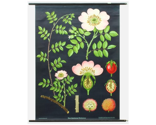 Vintage hip rose botanical - vintage,