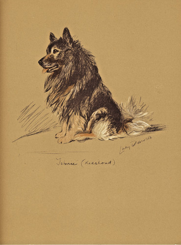 Keeshond vintage 1937 dog art - vintage,