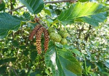 Paper Birch Seeds | Betula