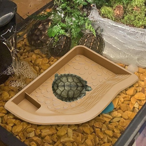 Tortoise water bowl fish - bowl, tank