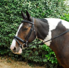 Windsor Comfort Bridle