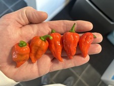 Devils Naga Brain Red Chilli Seeds X10  Very Hot 