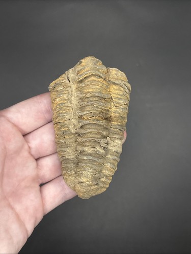 Flexicalymene trilobite fossil - flexicalymene,