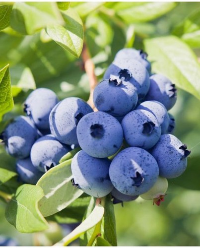 Blueberry 100 seeds vaccinium - blueberry,