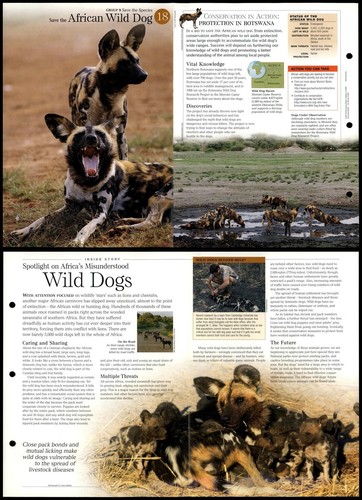 African wild dog - dog, save
