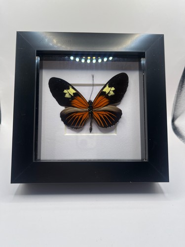 Framed doris longwing - framed,