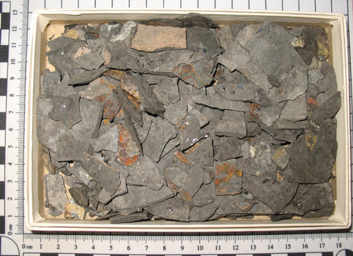 Permian fish fossil muse - fossil,