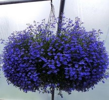18 mini plugs Lobelia Trailing