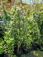 Scented star Jasmine plant
