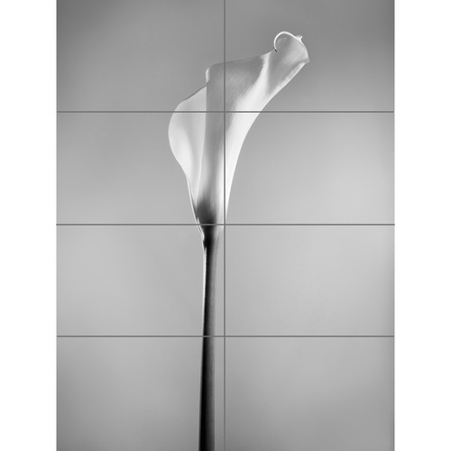 Flower black and white calla - white,