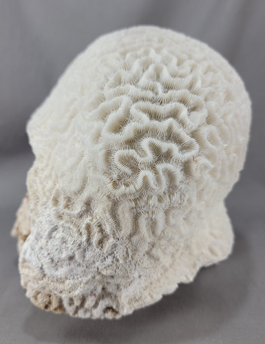 Vtg natural white brain - natural,
