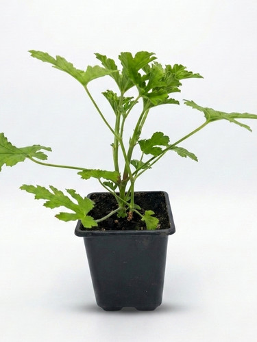Pelargonium citronellum lemon - citronellum, 'lemon