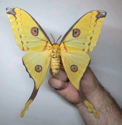 Huge argema mittrie female - huge,