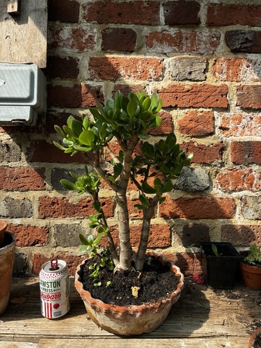 Crassula ovata money tree - crassula, 'money