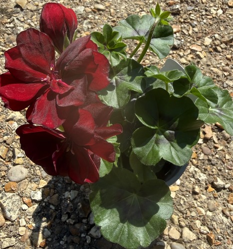 Ivy leaf trailing - ivy,