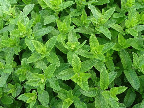 Live mint plant fresh - mint,