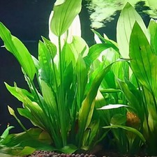 Aquarium Artificial Water Plants Fake Grass Plant Fish Tank Plastic Ornament