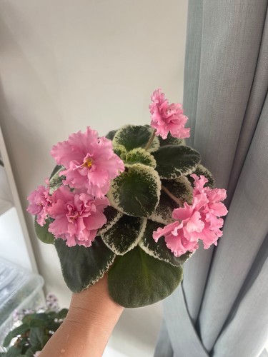 African violets two baby - african,
