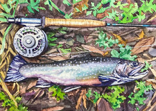 Watercolor Painting Fly