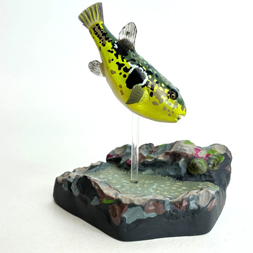 Colorata salt water fish - colorata,