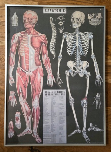 Anatomie muscles tendons - l'anatomie,