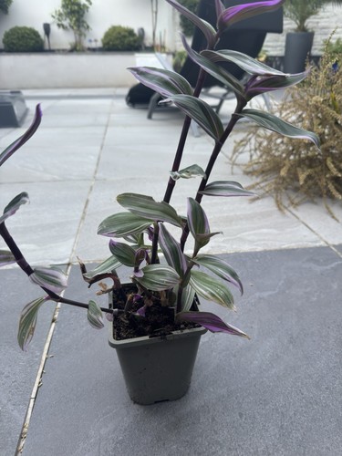 Tradescantia nanouk pink - tradescantia,