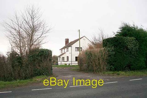 Photo 6x4 yew tree - yew, farm