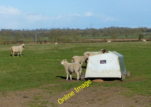 Photo 12x8 sheep and - 12x8, creep