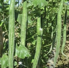 100% Genuine Bangladeshi