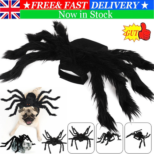 Halloween pet bat spider - bat, &