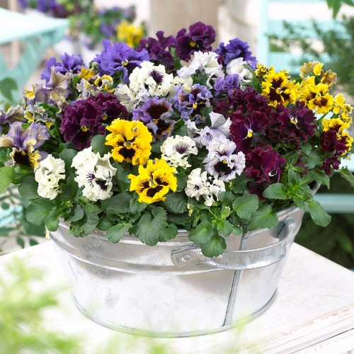 Pansy frizzle sizzle - pansy,