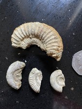 Fossil Ammonite