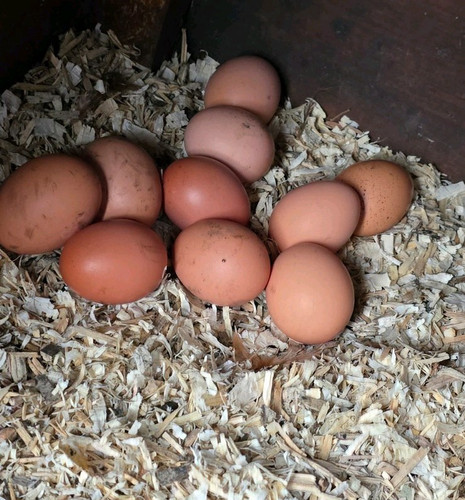 Fresh local chicken eggs - fresh,