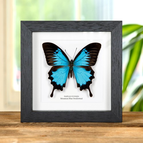 Taxidermy mountain blue - taxidermy,