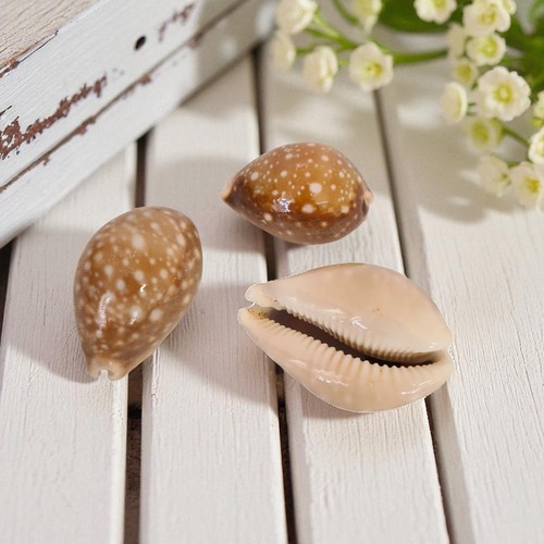 Vintage calf cowry - calf, shells