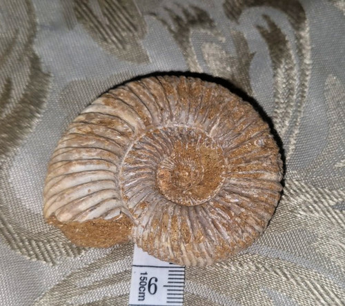 Mantelliceras ammonite from